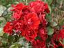 Andalusien ® rose photo