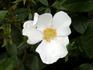 Anita Pereire ® rose photo