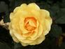 Benita ® rose photo
