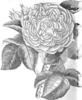Évêque de Nîmes rose photo