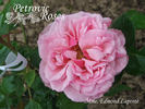 Madame Edmond Laporte rose photo