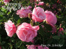 Frau Dr. Schricker rose photo