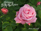 Anna Alexieff rose photo