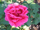 Auguste Chaplain rose photo