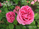 Madame Hersilie Ortgies - in commerce rose photo