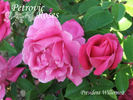 Président Willermoz rose photo