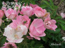 Abelzieds rose photo