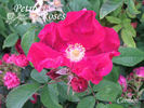Carmen rose photo