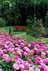Susan Hampshire rose photo