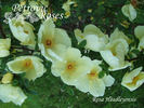 <i>Rosa headleyensis</i> rose photo