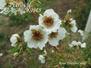 R. wardii culta rose photo