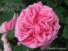 Charles Lawson rose photo