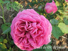 Deuil de Dr. Reynaud rose photo