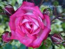 Jacquie Williams rose photo