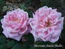 Mevrouw Amelie Müller rose photo
