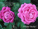Antoine Ducher rose photo