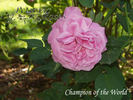 Champion of the World rose photo