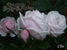Clio rose photo