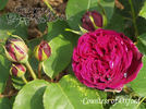 Countess of Oxford rose photo