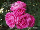 Dupuy Jamain rose photo