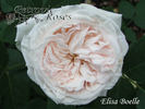 Elisa Boëlle rose photo