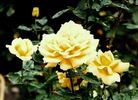 Bruocsella ® rose photo