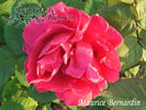 Maurice Bernardin rose photo