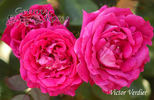 Victor Verdier rose photo