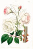 Ruga rose photo