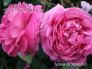 Jeanne de Montfort rose photo