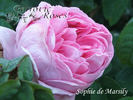 Sophie de Marsilly (mossy remontant, Robert rose photo