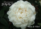 Blanc de Vibert rose photo