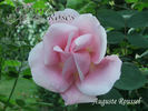 Auguste Roussel rose photo