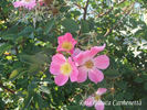 <i>Rosa glauca</i> 'Carmenetta' rose photo