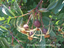 <i>Rosa glauca</i> 'Carmenetta' rose photo
