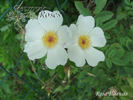 R. iliensis rose photo