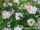 R. multiflora cathayensis rose photo