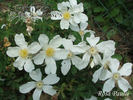 R. paulii rose photo
