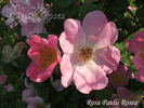 <i>Rosa paulii</i> 'rosea' rose photo