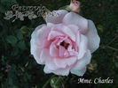 Madame Charles rose photo
