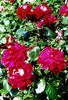 Eternally Yours rose photo