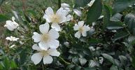 90-1C rose photo