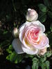 Dame Cath rose photo