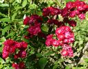 Alberich, Cl. rose photo