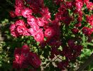 Alberich, Cl. rose photo