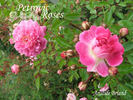Aristide Briand rose photo