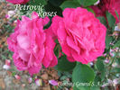 Climbing Generál-Superior Arnold Jansen rose photo