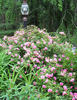 Pinkie, Cl. rose photo