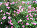 Pinkie, Cl. rose photo