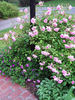 Pinkie, Cl. rose photo